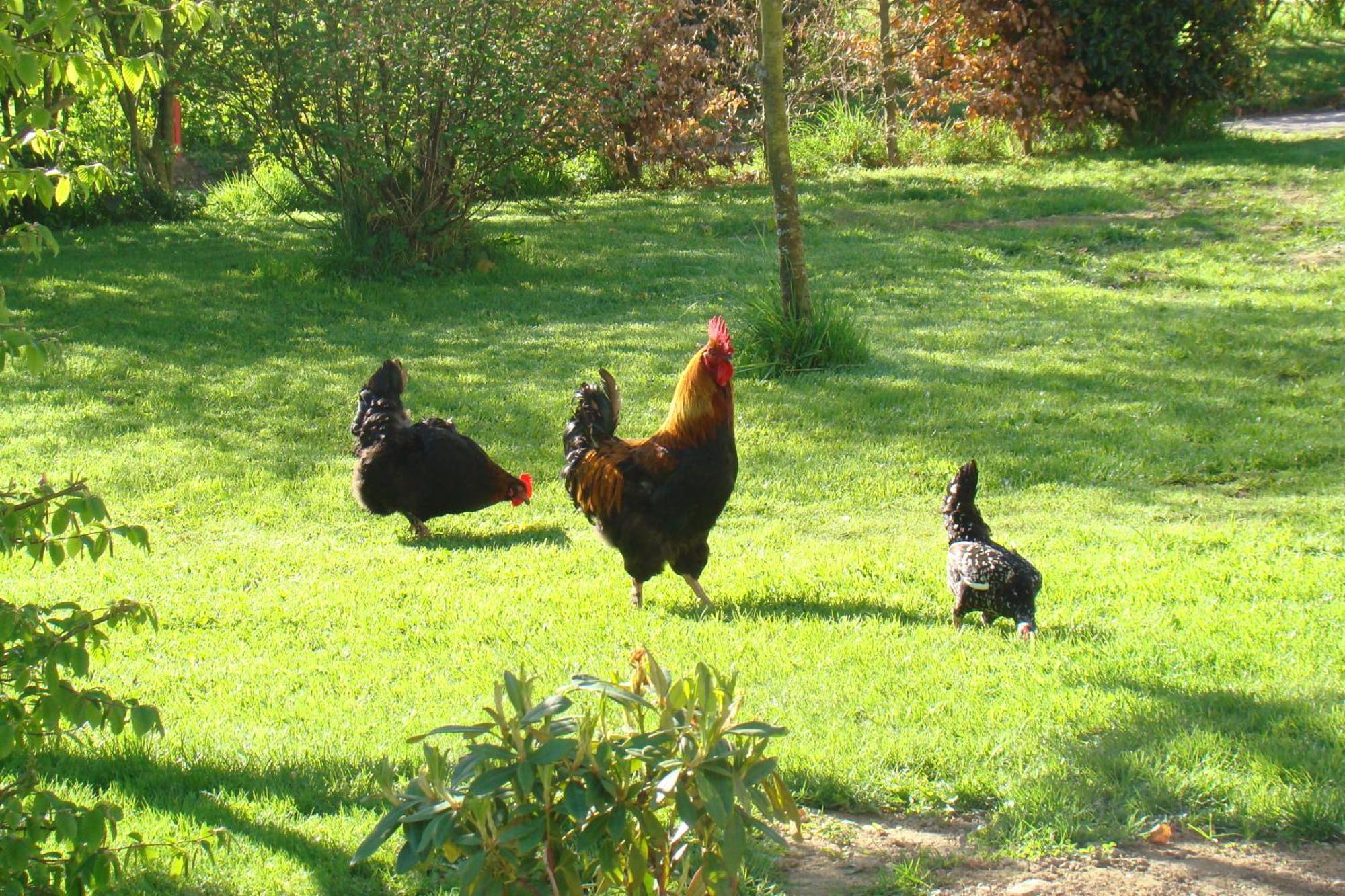 Gite De La Cour Bed & Breakfast Campandre-Valcongrain Exterior photo